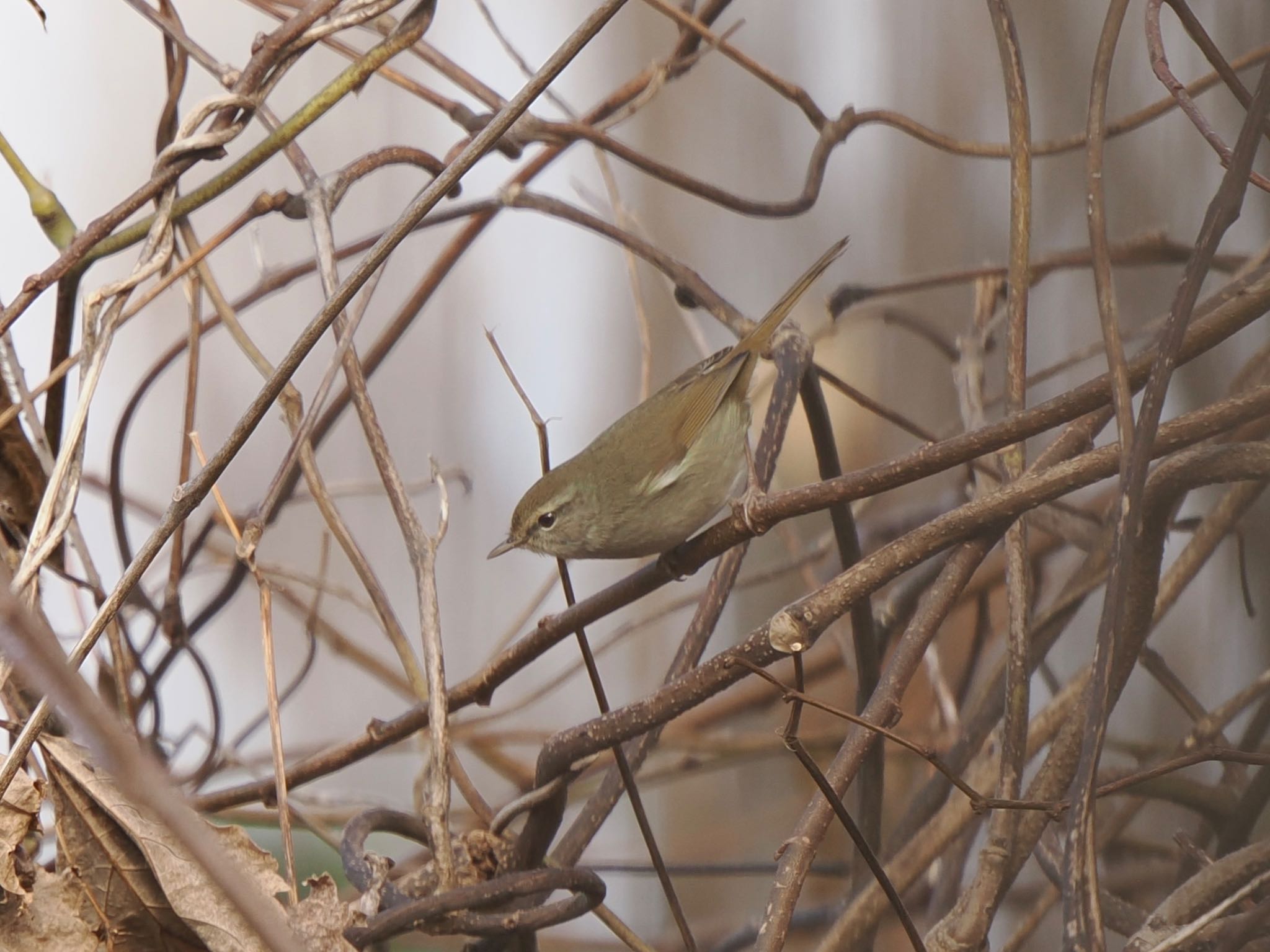 Photo of Japanese Bush Warbler at 富岩運河環水公園 by マサ