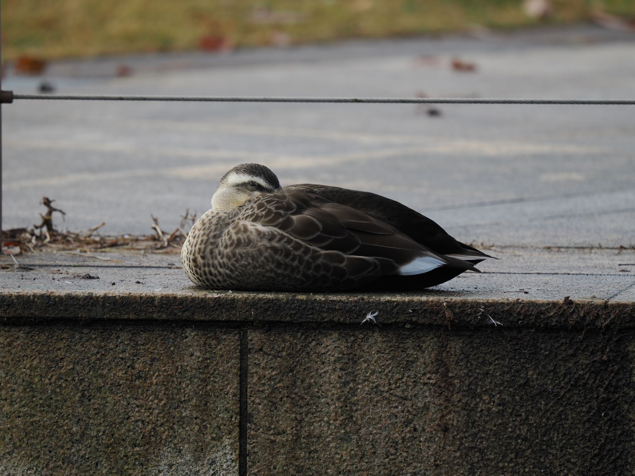 Eastern Spot-billed Duck