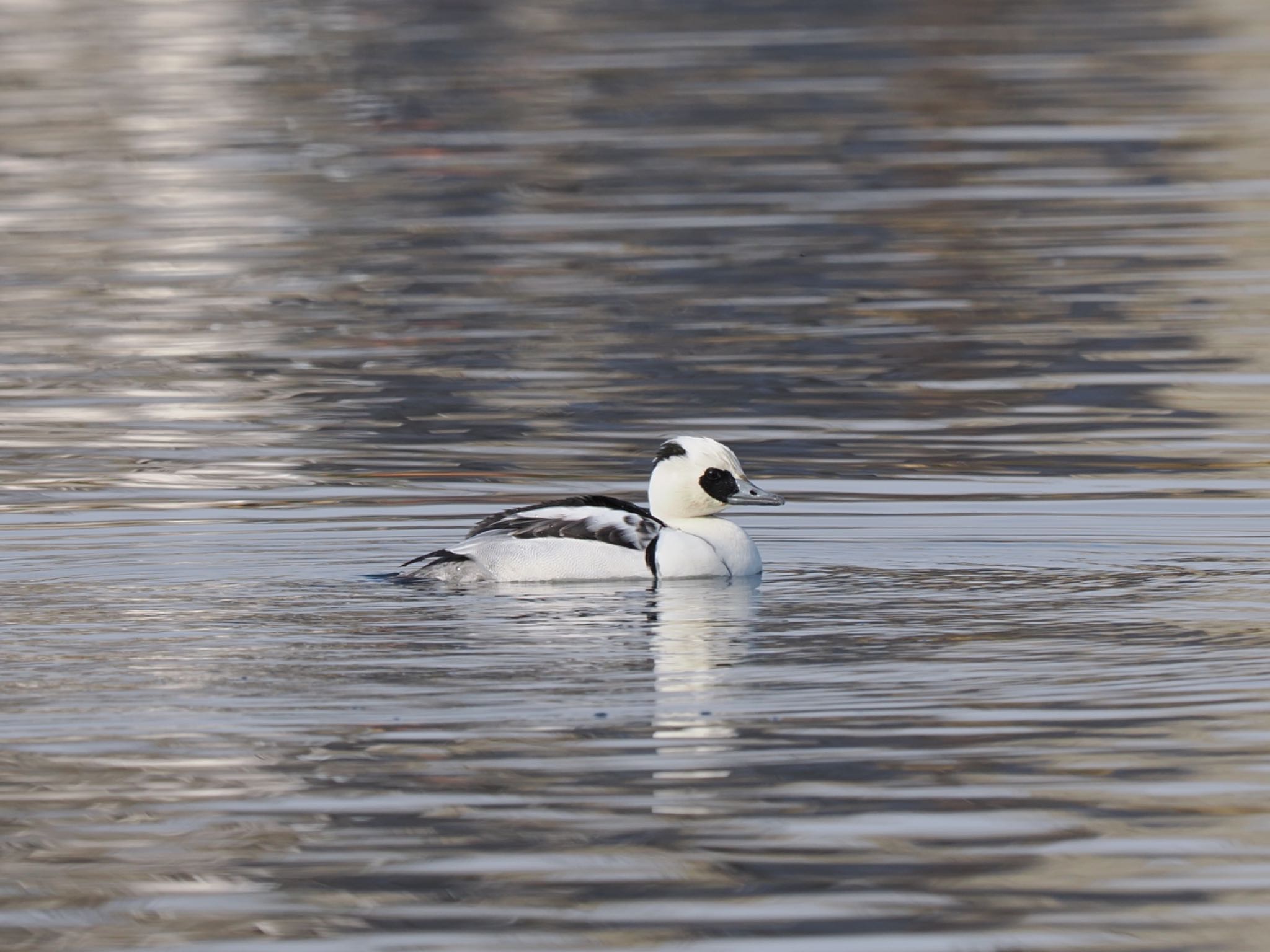 Smew