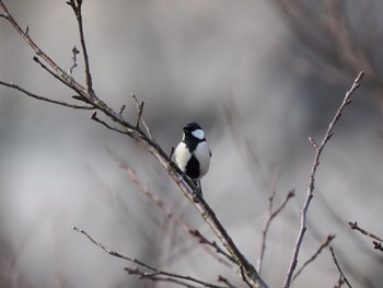 シジュウカラ 富岩運河環水公園 2023年1月2日(月)