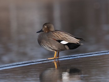 オカヨシガモ 富岩運河環水公園 2023年1月2日(月)