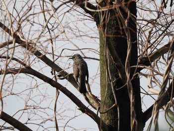 Brown-eared Bulbul 富岩運河環水公園 Mon, 1/2/2023