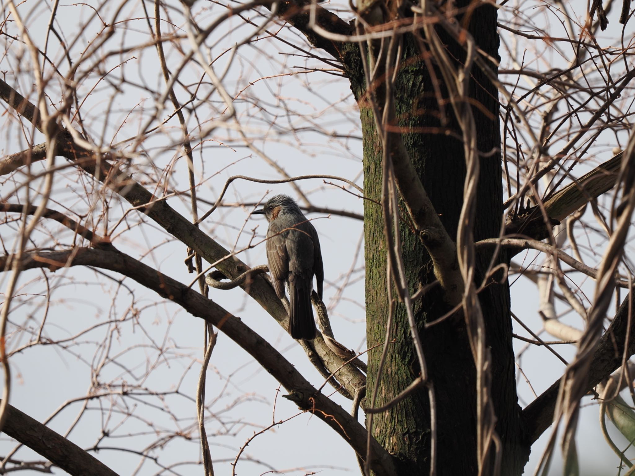 Brown-eared Bulbul