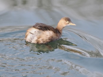 カイツブリ 富岩運河環水公園 2023年1月2日(月)