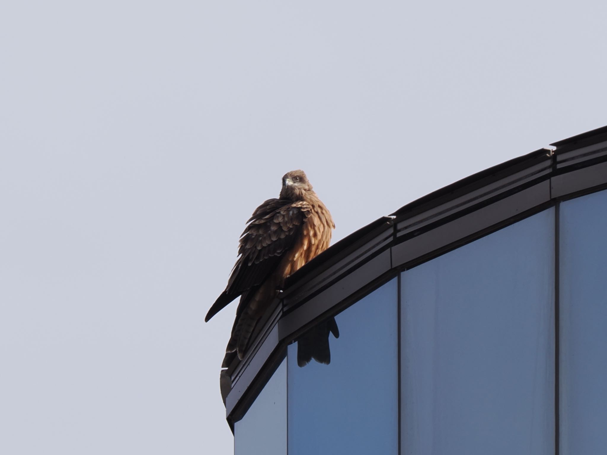 Photo of Black Kite at 富岩運河環水公園 by マサ