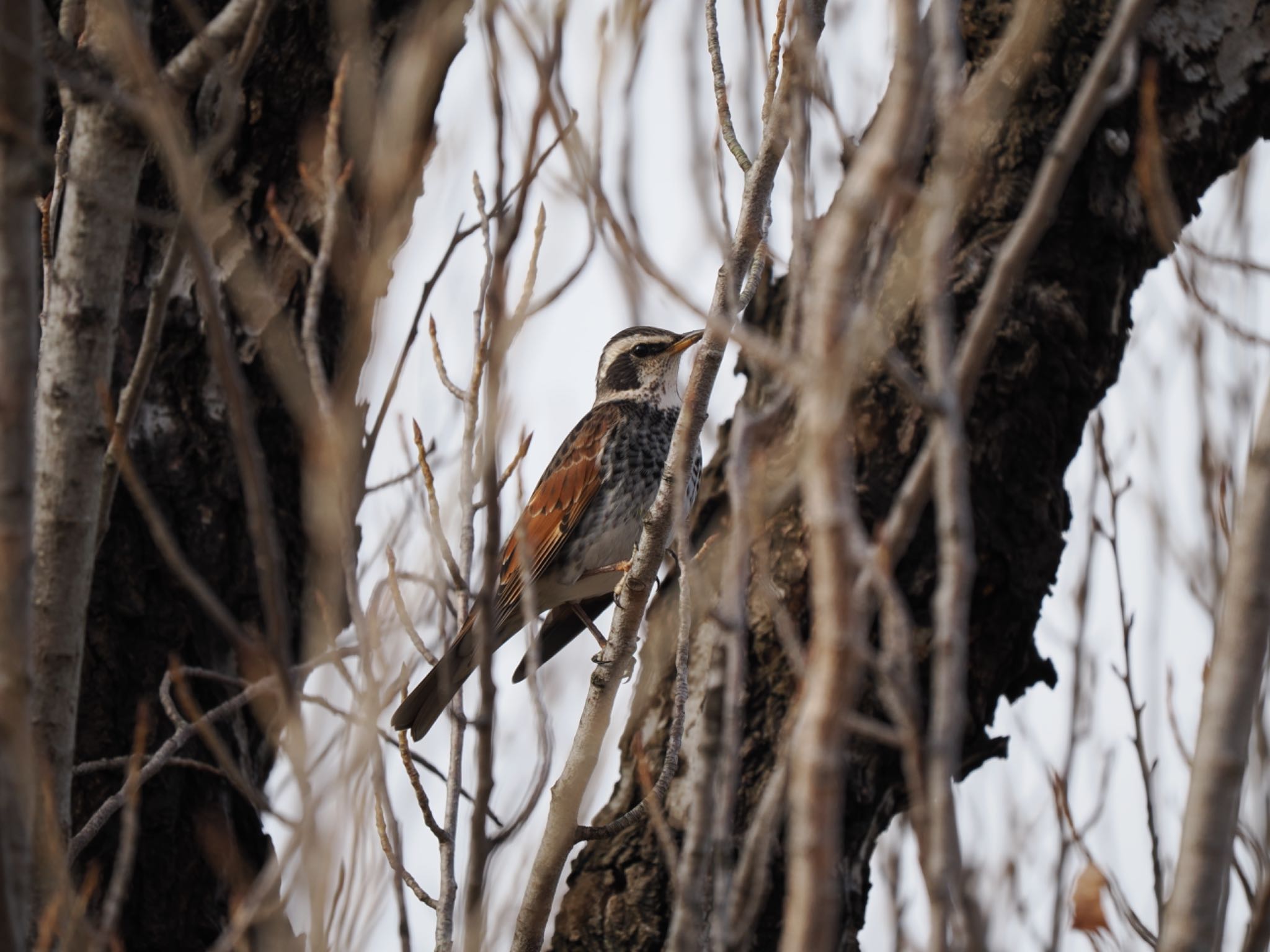 Dusky Thrush