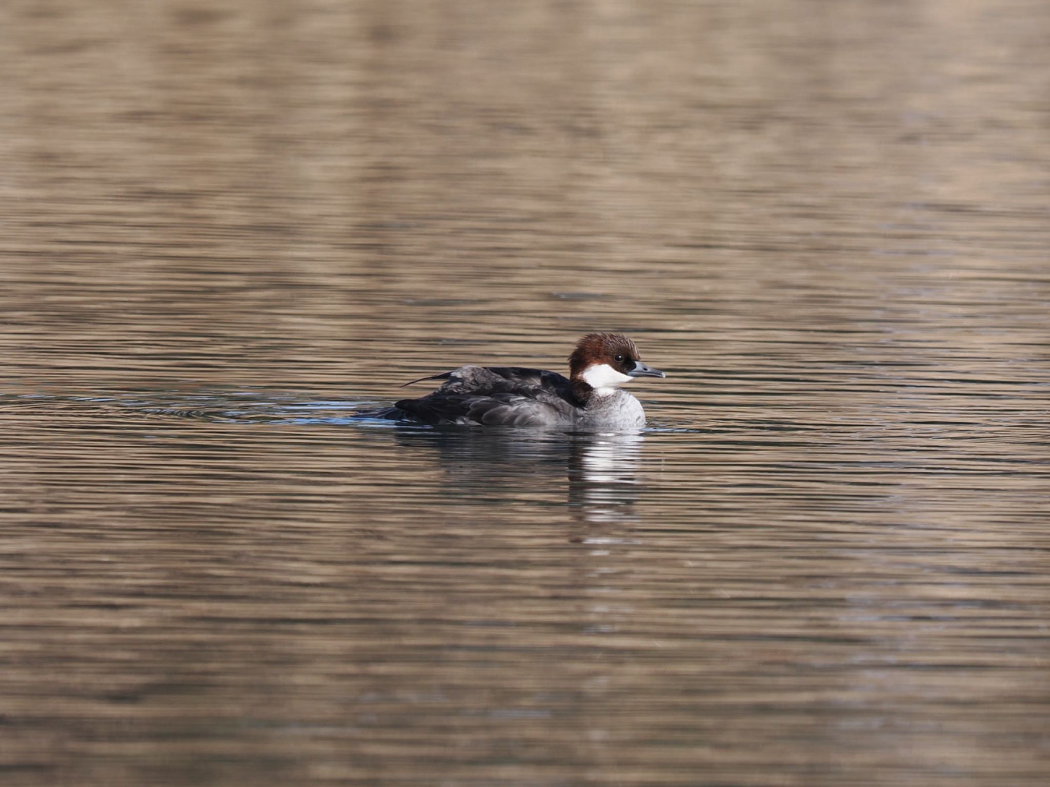 Photo of Smew at 富岩運河環水公園 by マサ