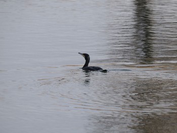 カワウ 富岩運河環水公園 2023年1月2日(月)