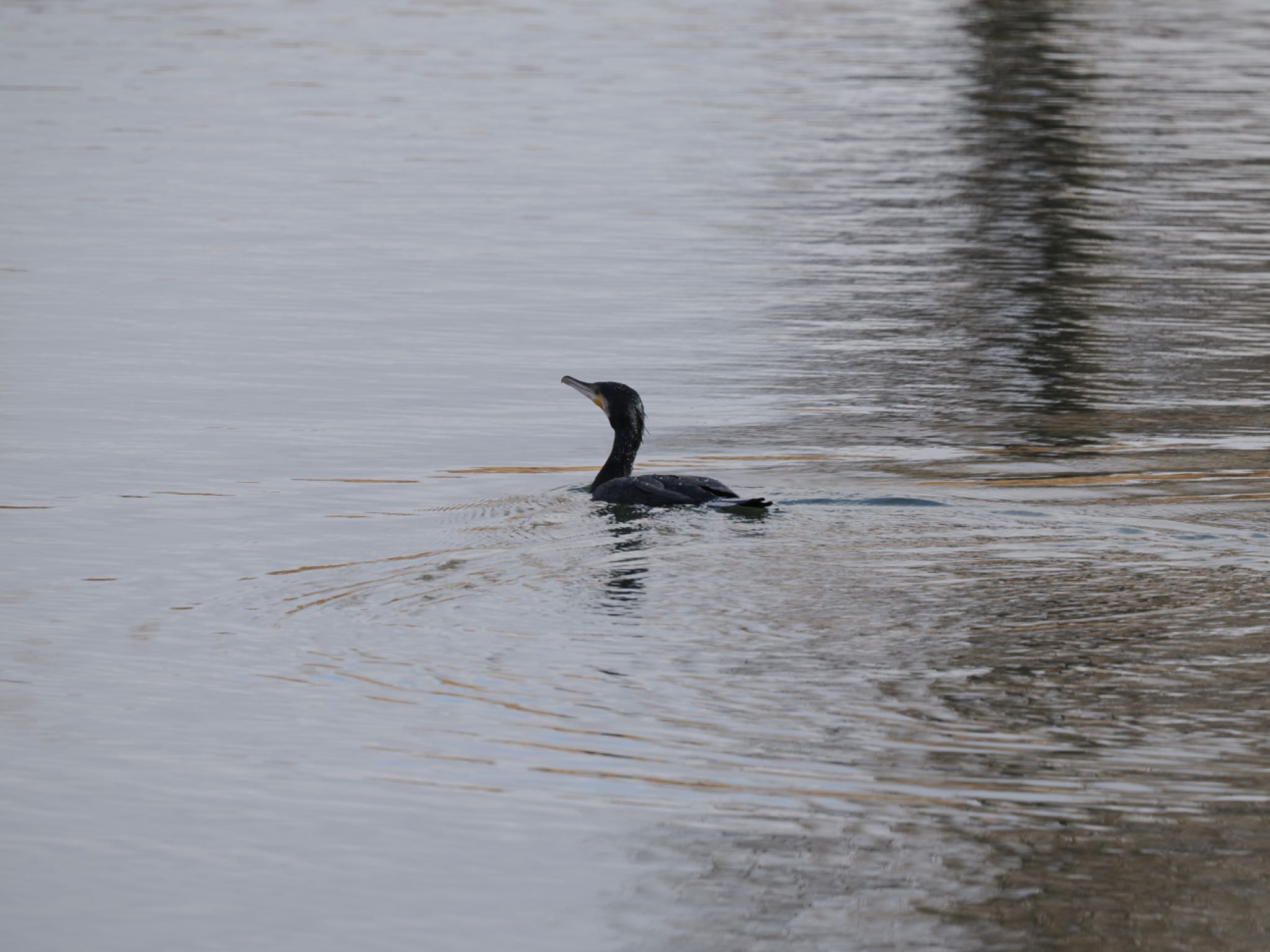 Photo of Great Cormorant at 富岩運河環水公園 by マサ