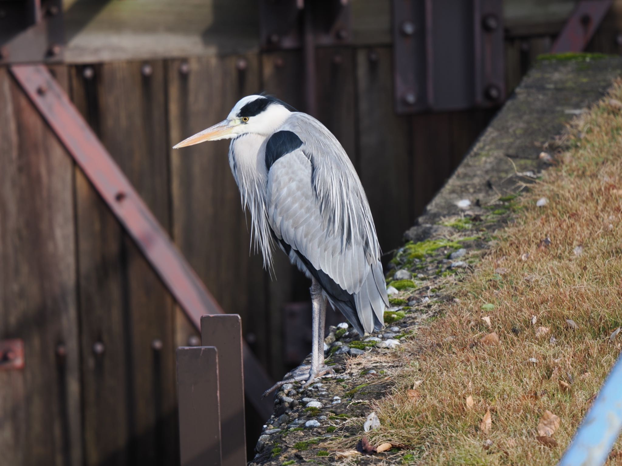 Photo of Grey Heron at 富岩運河環水公園 by マサ