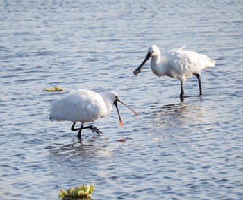 2023年1月2日(月) 江津湖の野鳥観察記録