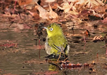 メジロ 東京都立桜ヶ丘公園(聖蹟桜ヶ丘) 2022年12月27日(火)