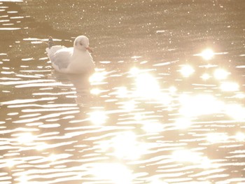 2023年1月2日(月) 御前浜公園の野鳥観察記録