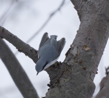 Eurasian Nuthatch(asiatica) Makomanai Park Sat, 12/31/2022