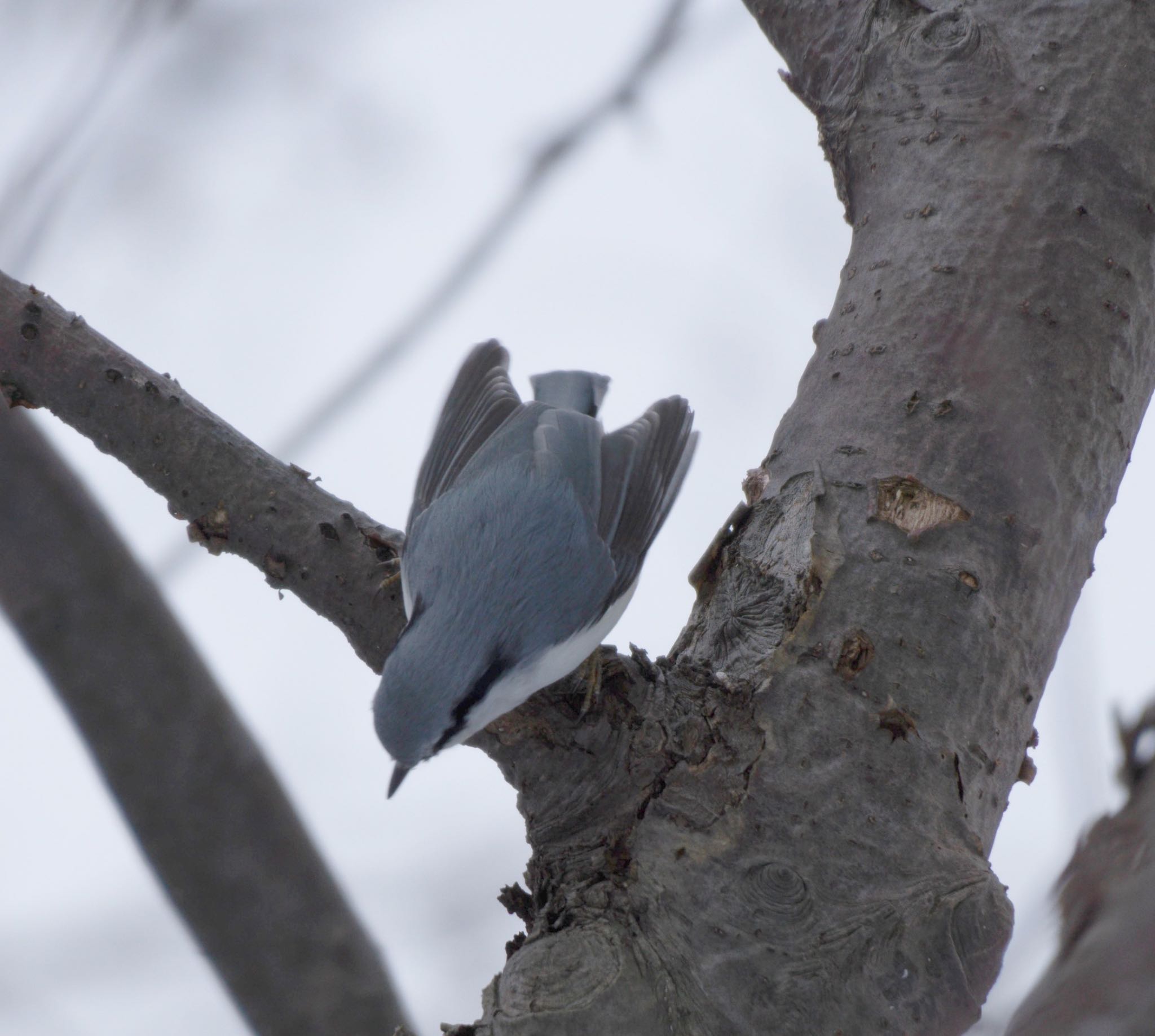 Photo of Eurasian Nuthatch(asiatica) at Makomanai Park by マルCU