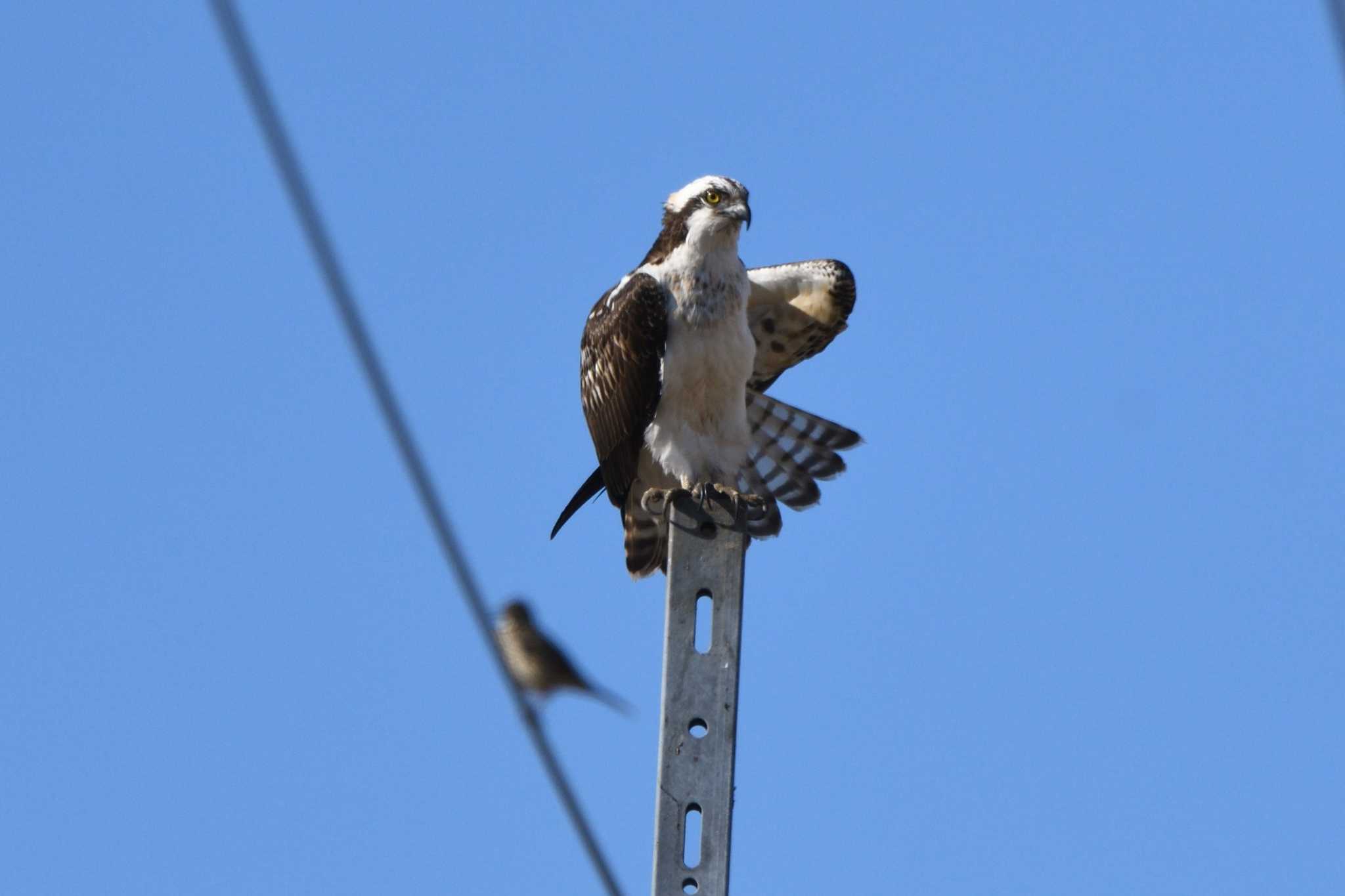 Osprey