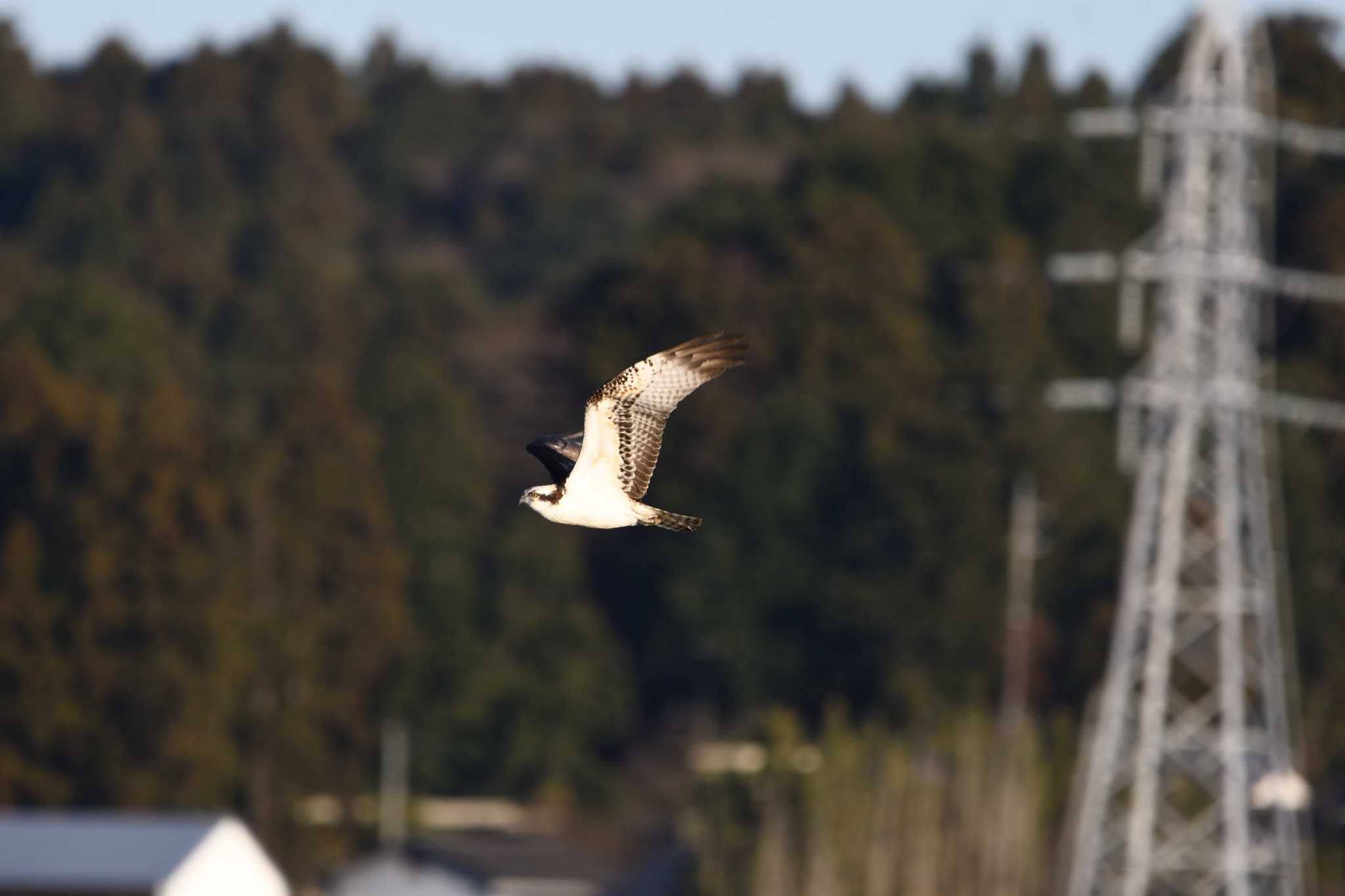 Osprey