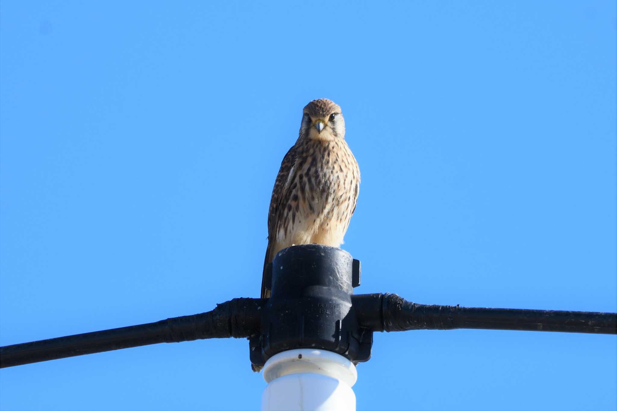 Common Kestrel