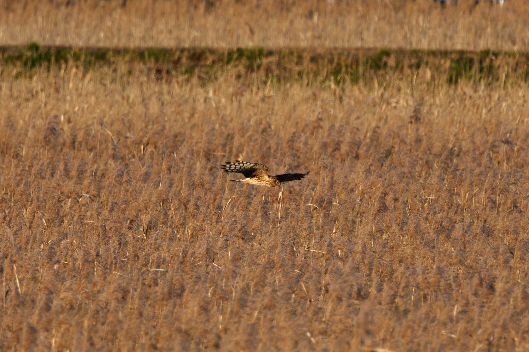 Hen Harrier