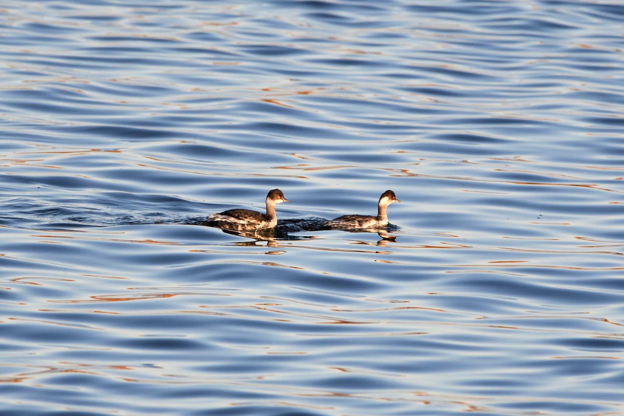 Black-necked Grebe