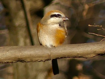 2023年1月1日(日) 智光山公園の野鳥観察記録