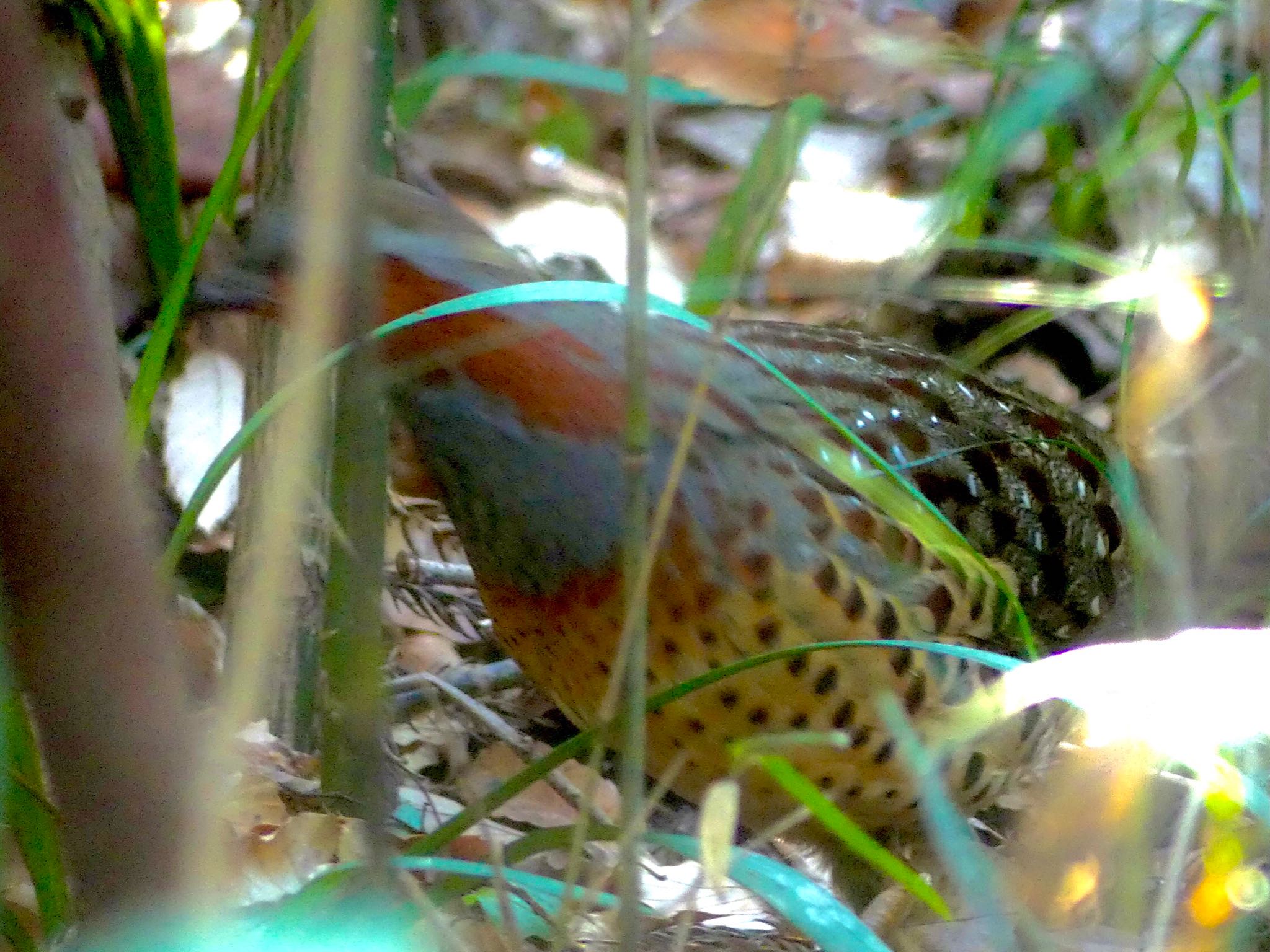 Chinese Bamboo Partridge