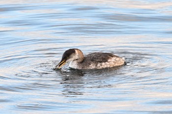 Red-necked Grebe 宮城県 Sat, 12/31/2022