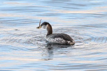Red-necked Grebe 宮城県 Sat, 12/31/2022