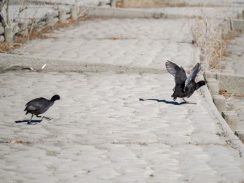 2022年12月27日(火) 渡良瀬遊水地の野鳥観察記録