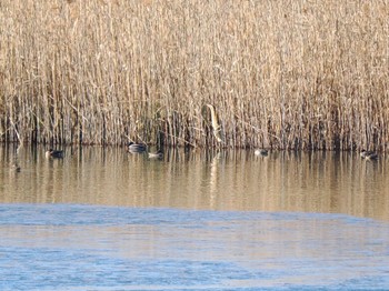 サンカノゴイ 渡良瀬遊水地 2022年12月27日(火)