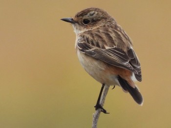 2023年1月2日(月) 石垣島の野鳥観察記録