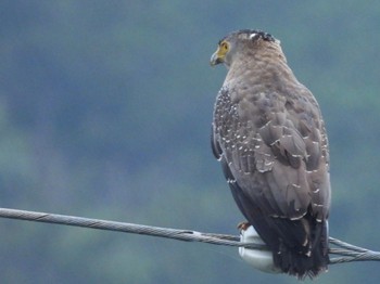 Crested Serpent Eagle Ishigaki Island Mon, 1/2/2023