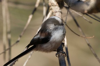 エナガ 北八朔公園 2022年12月25日(日)