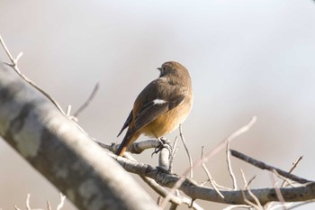 ジョウビタキ 寺家ふるさと村 2022年12月28日(水)