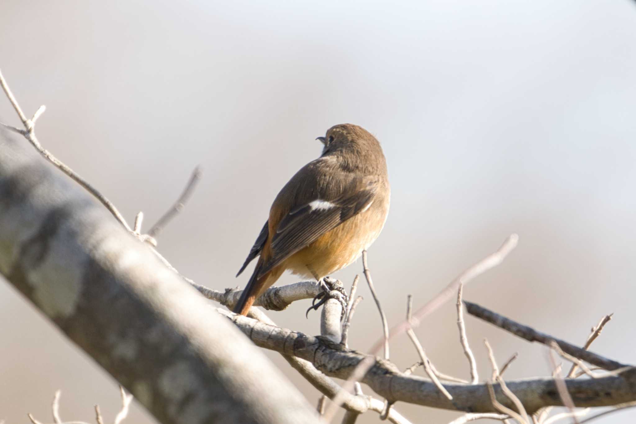 Daurian Redstart