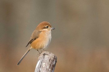 Bull-headed Shrike 寺家ふるさと村 Wed, 12/28/2022