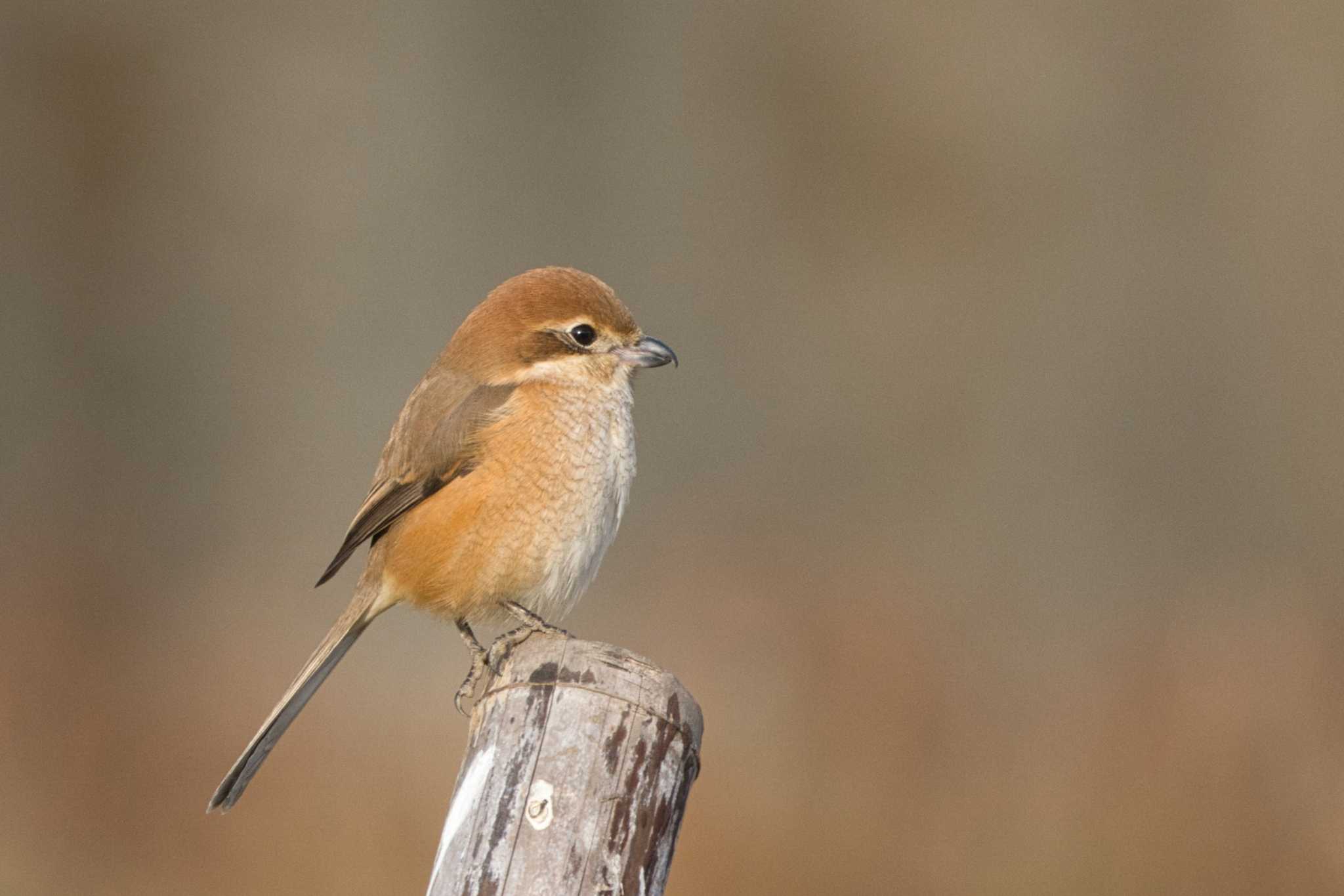 Bull-headed Shrike