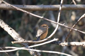 Bull-headed Shrike 北八朔公園 Sun, 12/25/2022