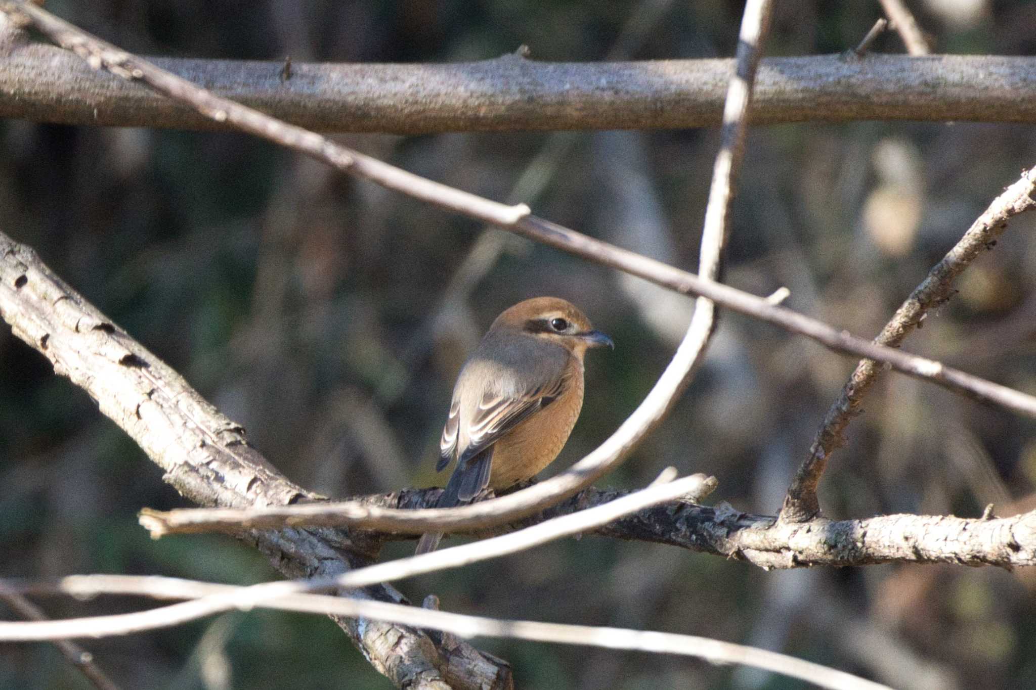 Photo of Bull-headed Shrike at 北八朔公園 by jyara520