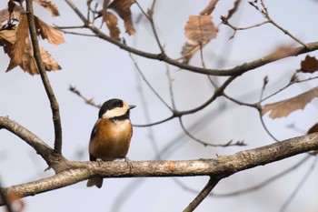 Varied Tit 寺家ふるさと村 Wed, 12/28/2022