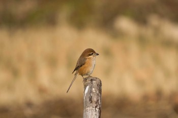 2022年12月28日(水) 寺家ふるさと村の野鳥観察記録