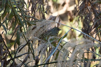 Masked Bunting 北八朔公園 Sun, 12/25/2022