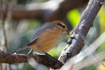 2022年12月25日(日) 北八朔公園の野鳥観察記録