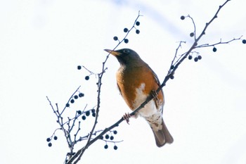 Brown-headed Thrush Kodomo Shizen Park Mon, 1/2/2023