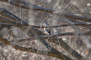 Japanese Grosbeak Kodomo Shizen Park Mon, 1/2/2023