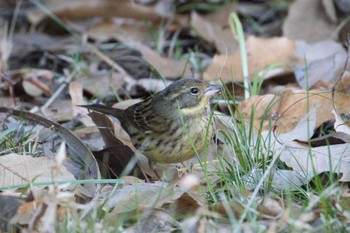 Masked Bunting Kodomo Shizen Park Mon, 1/2/2023