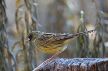 Masked Bunting Kodomo Shizen Park Mon, 1/2/2023