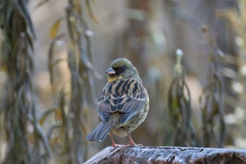 Masked Bunting Kodomo Shizen Park Mon, 1/2/2023