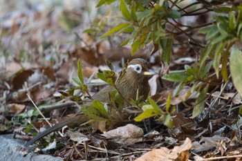 ガビチョウ こども自然公園 (大池公園/横浜市) 2023年1月2日(月)