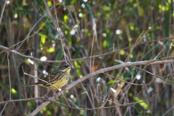 アオジ こども自然公園 (大池公園/横浜市) 2023年1月2日(月)